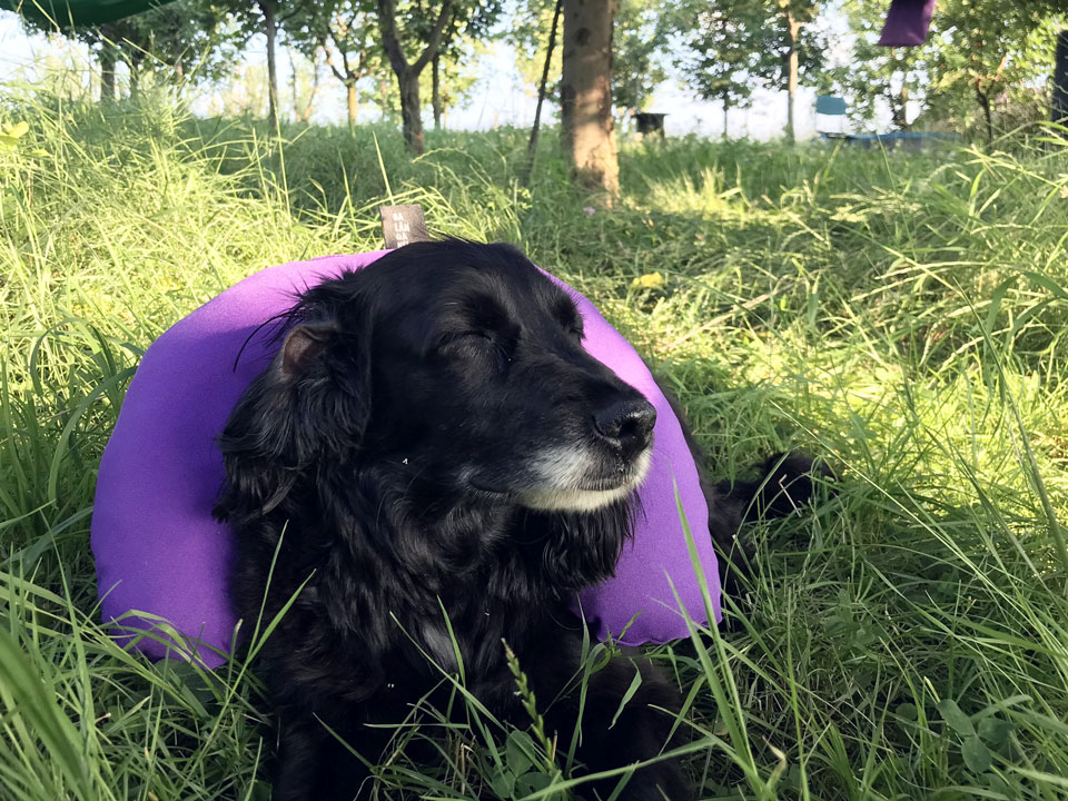 Poza Perna Mov de Hamac